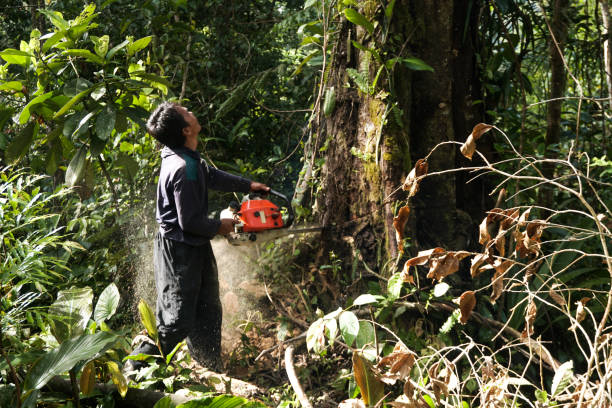 Why Choose Our Tree Removal Services in Lakewood, WA?