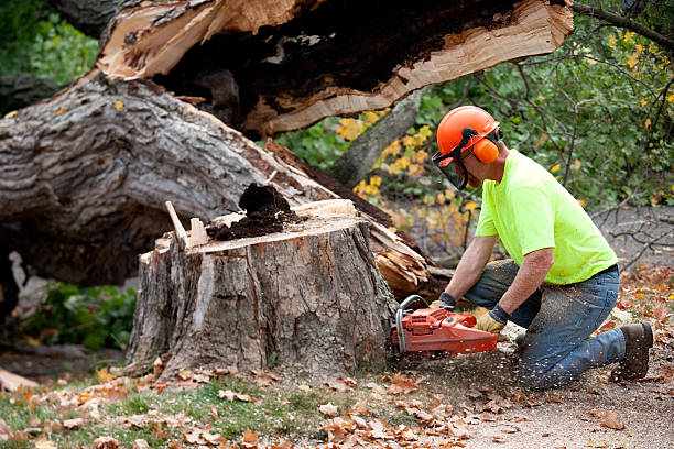 Landscape Design and Installation in Lakewood, WA